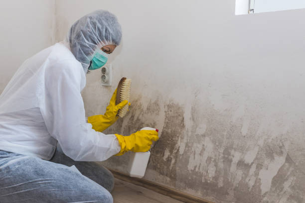 Best Health and Safety Mold Remediation in Katy, TX