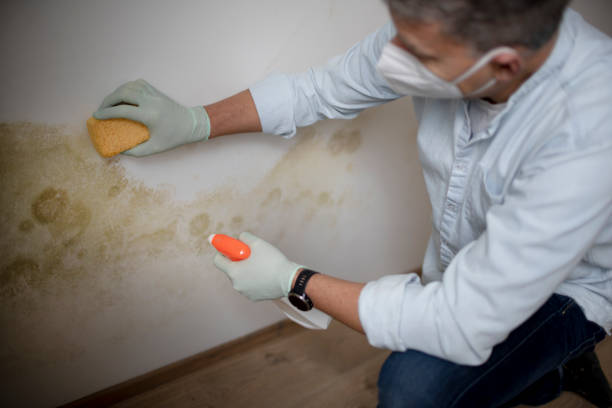 Best Residential Mold Remediation in Katy, TX