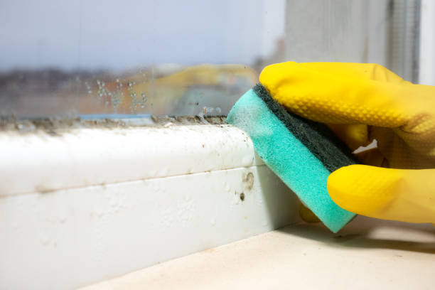 Best Kitchen Mold Remediation in Katy, TX