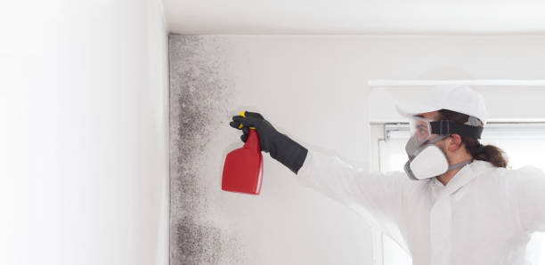 Trusted Katy, TX Mold Remediation Experts