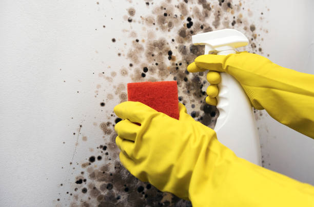  Katy, TX Mold Removal Pros