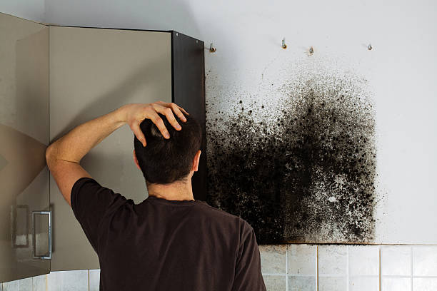 Best Mold Remediation for Schools in Katy, TX